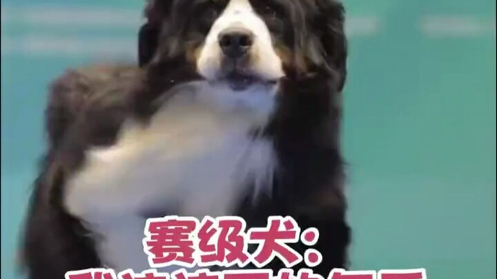 Every time I click on a video of a show dog, I can’t find the exit button…