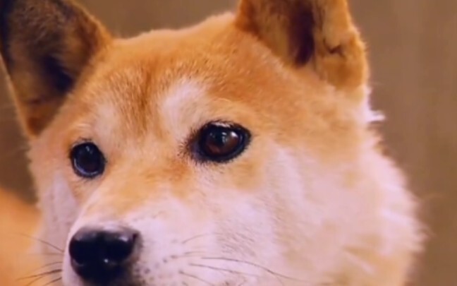 "A dog is a part of your life, but you are his whole life!"