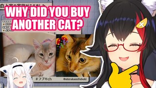 Mio Asks Fubuki Why She bought Another Cat and Why She Can't get Another Cat 【Hololive English Sub】