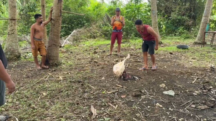 Talo 2X Winner pula balda. naslowmo pagkuha ng vid iedit konalng 🐓🫡