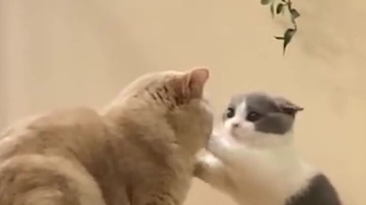 [Pets] No Fighting, My Poofy Sweetheart