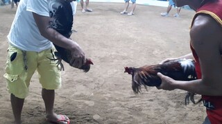 3 Cock Timbangan 3rd Fight Win