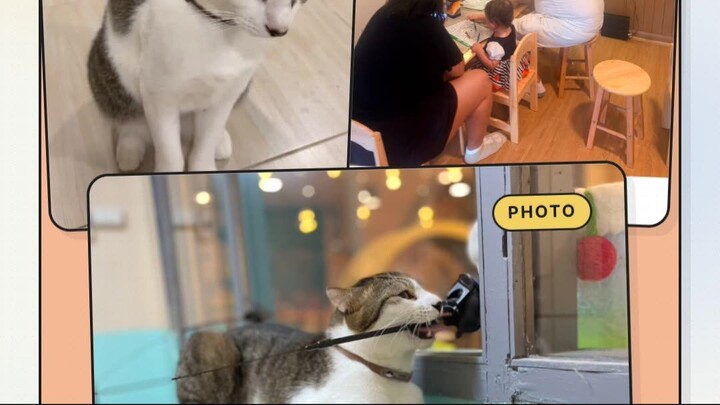 When a Cat Chooses You | เมื่อน้องแมวเลือกคุณ
