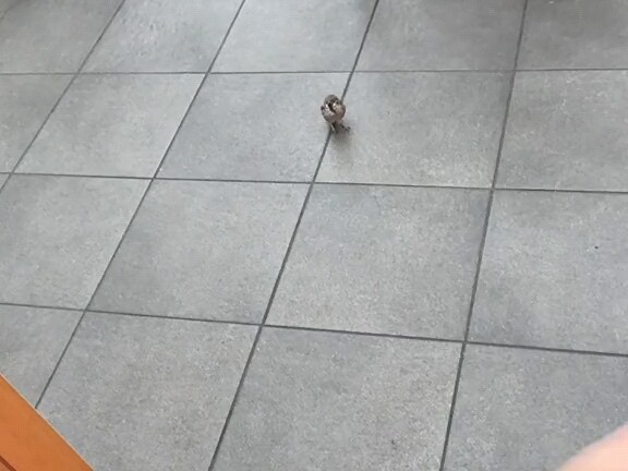 I ran into a silly sparrow.