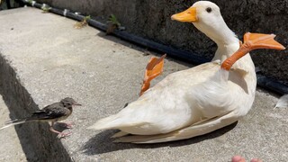 Burung kecil itu mengira bebek itu adalah ibunya