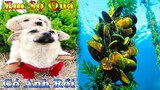 Thú Cưng TV | Dương KC Pets | Bông Bé Bỏng Ham Ăn #33 | chó vui nhộn funny cute smart dog pets