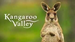 Kangaroo Valley 2022 Subtitle Indonesia