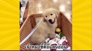 สัตว์เลี้ยงเพื่อนขนปุย : เจ้าหมาขี้ดื้อแสนอ้อน