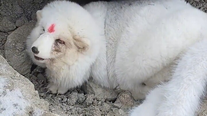 Will this kind of fox bite people?