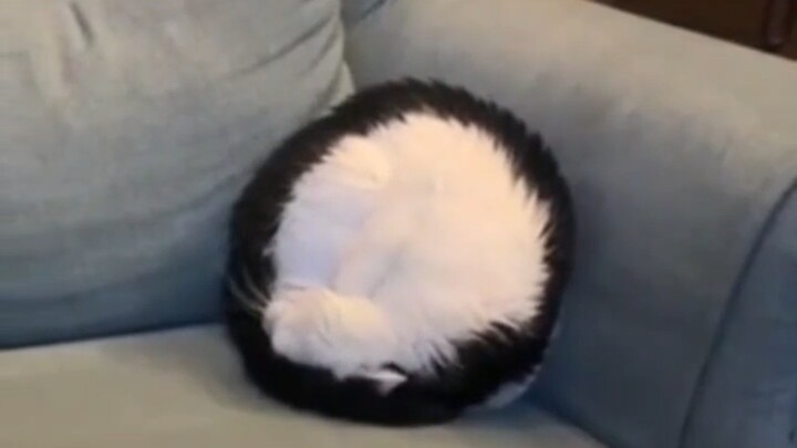 ما إن تغفو القطة الصغيرة حتى تتحول إلى حلقة!