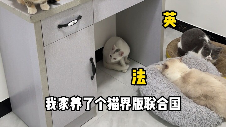 The surprising stories behind how my cats from the US, Russia, UK, and France ended up in my home!