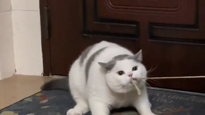 "Số phận trêu chọc chú lợn lớn Mễ"