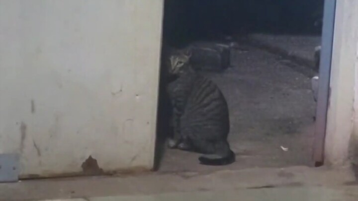 Cat: Okay, okay, okay!