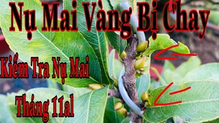 nụ mai vàng bị chay - nụ mai vàng nhỏ không mập - kiểm tra nụ mai vàng tháng 11al