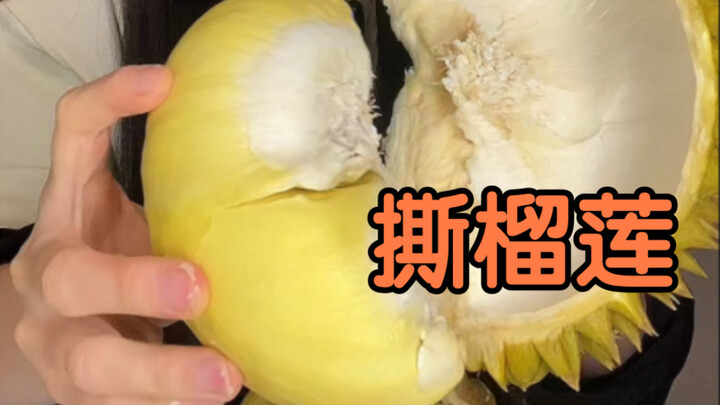 ฉีกถุงทุเรียนตัวอ้วนจิ๋ว