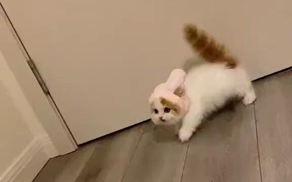 นี่มันไม่ใช่ลูกแมวนะ! เป็นกระต่ายชัดๆ!