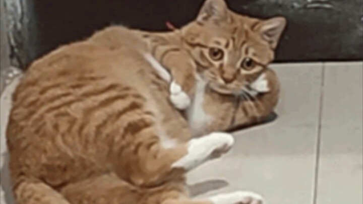 فريق مياو مياو في ورطة كبيرة!