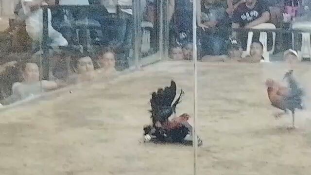 HEME's golden boy line win