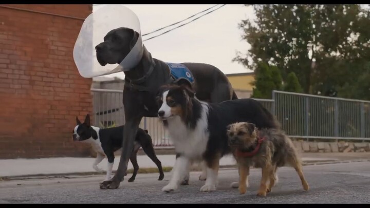 Strays _ Official watch full movie: link in description