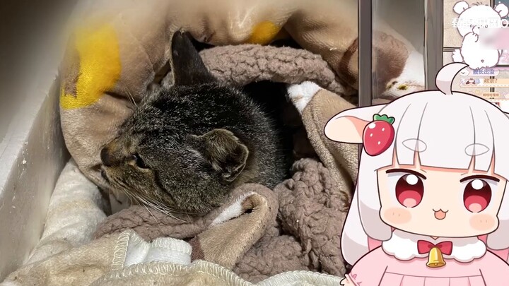 Pick up a cat, folks, let's call him Xiahou Dun! [Edited by Meiye Ma Tuan]