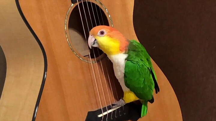 Guitar King Keke the Parrot