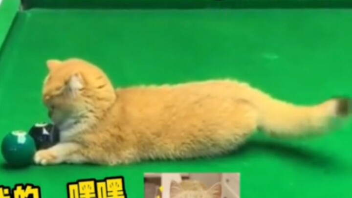 The cat was playing on the pool table, and his body couldn't keep up with his thinking. #Billiards#T