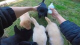Animal|Feed The Puppy Milk