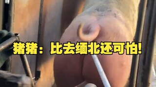 猪猪：比去缅北还可怕！