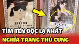 Buổi truy tìm nhân vật có tên ĐỘC LẠ nhất tại Nghĩa Trang Thú Cưng 😅 | Yêu Lu