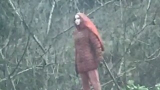 Compilations of funny videos