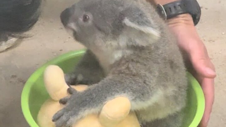 Koala Cub Weigh-In