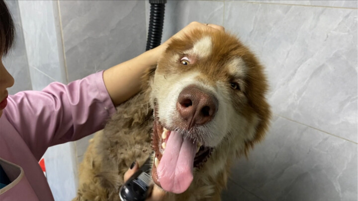 Keluar jalanin anjing, tiba-tiba dikuntiti seekor anjing Alaska jalanan—apa yang harus dilakukan…?