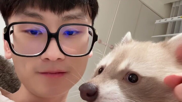 จมูกเล็กๆ ของเป่าหยวนถูกพังพอนจิ๋วกัดจนแตกเลือดซิบเลย