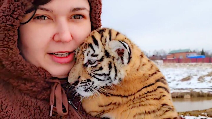 How a tiger might express its love for its human mom [Mother’s Day, dedicated to all moms]