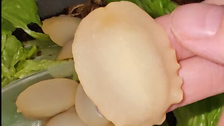 Siput tanpa cangkang yang sangat manja