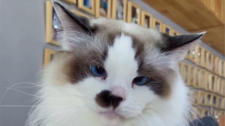 All About Opening a Cat Café