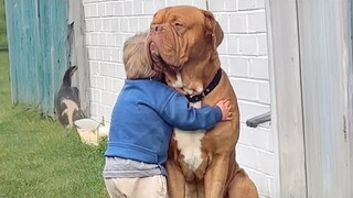 Funny Dog and His Baby Brother Create Cherished Memories Together ❤