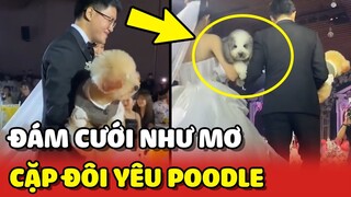 Đám cưới ĐẸP NHƯ MƠ của cặp đôi yêu chó POODLE xinh đẹp 😍 | Yêu Lu