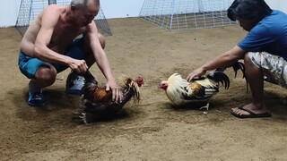 4 cock big event derby @ Bogo arena prep1