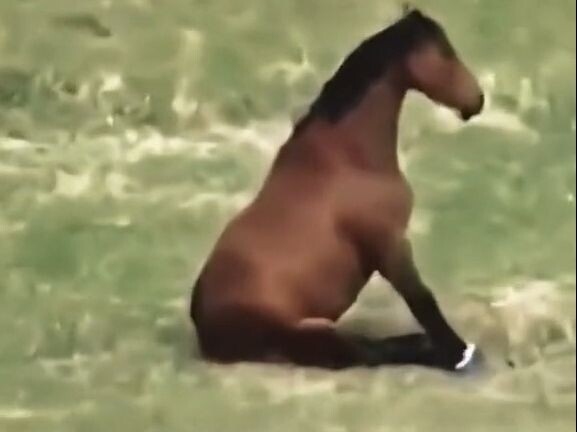 Con ngựa này có trái tim thủy tinh.