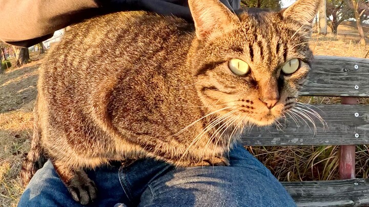 Kucing mengajak manusia ke bangku, lalu duduk di pangkuan manusia sambil bersantai.