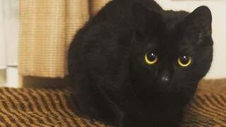 Kucing hitam kecil yang tinggal sendirian di ruangan kosong: Saya ingin rumah baru yang tidak hanya 