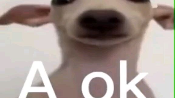 ok cha may gay