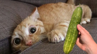Cats Vs Cucumber Challenge - วิดีโอปฏิกิริยาแมวตลก อาณาจักรสัตว์เลี้ยง