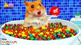 Hamster bath in the Rainbow Bathtubs with Candy M&M | Funny animals | Life Of Pets Hamham