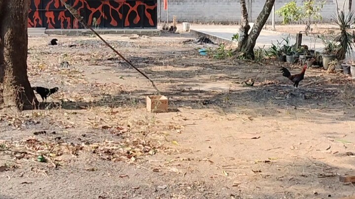 tulang bawang barat lampung