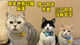 We already have three male cats at home—whose side will the little female cat choose?