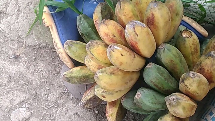 bukid life