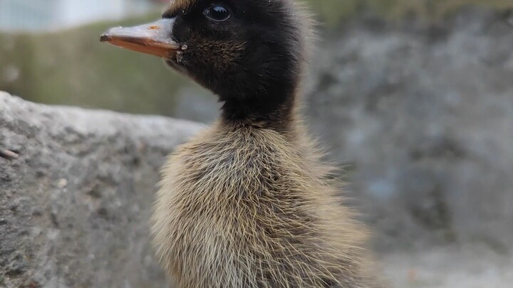 Brave Little Duckling, Survival of the Fittest