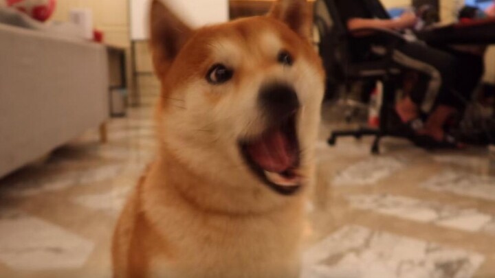 Chị gái góc nhìn trực tiếp chỉ cho bạn cách DIO (câu) chó (sương mù dày đặc)